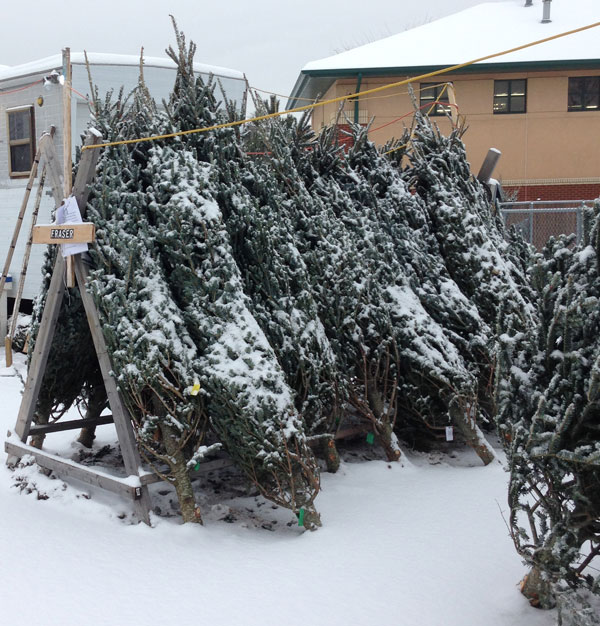 christmas tree lots are now open ymca twin cities christmas tree lots are now open ymca twin cities